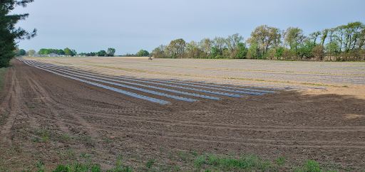 squash field